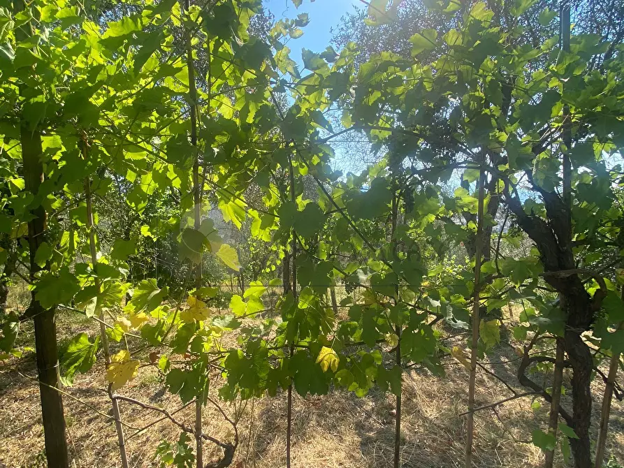 Immagine 34 di Casa indipendente in vendita  a Follo