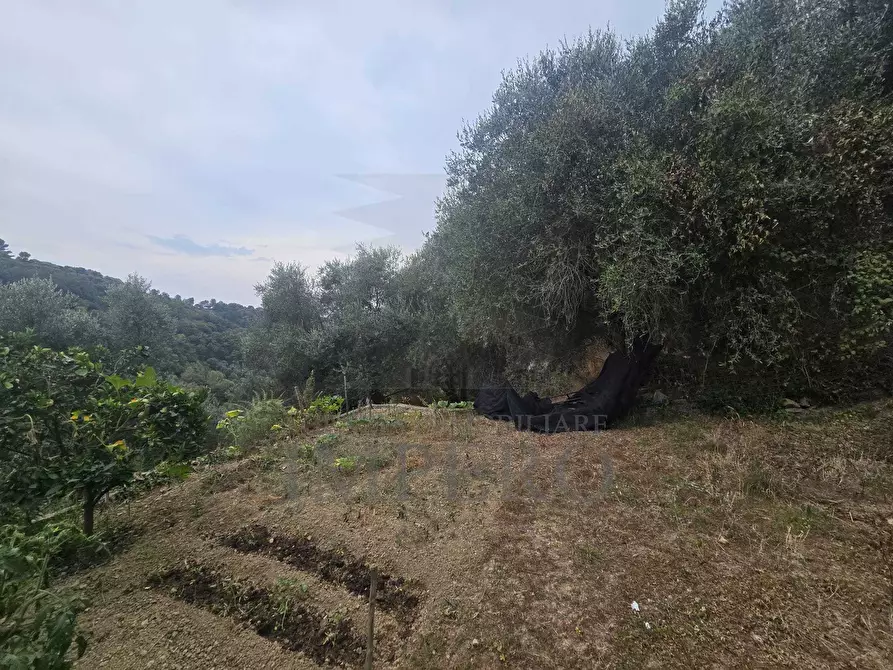 Immagine 2 di Rustico / casale in vendita  in San Gregorio a Dolceacqua