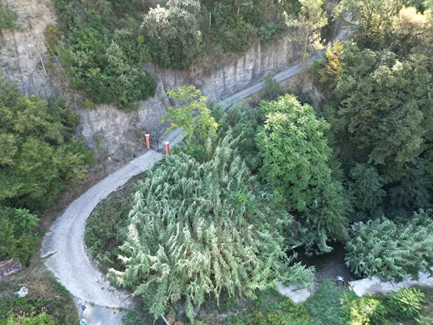 Immagine 15 di Terreno agricolo in vendita  in via provinciale 44 a San Biagio Della Cima