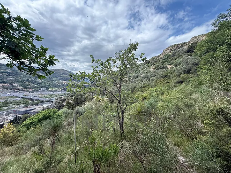 Immagine 6 di Terreno agricolo in vendita  in Via Monsignor Nicolò Peitavino a Ventimiglia