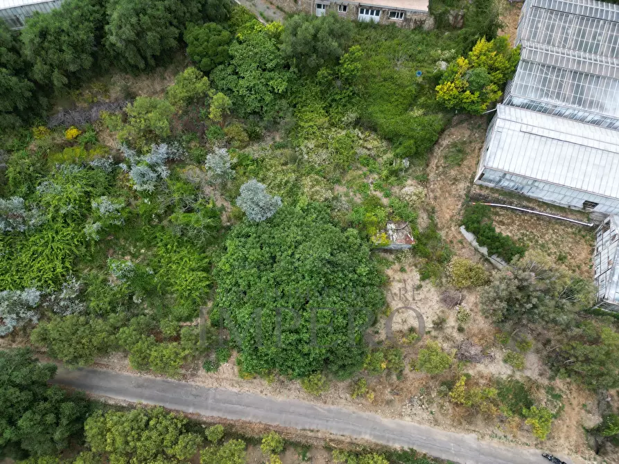 Immagine 15 di Terreno agricolo in vendita  in Via delle Otto Case 1 a Ventimiglia