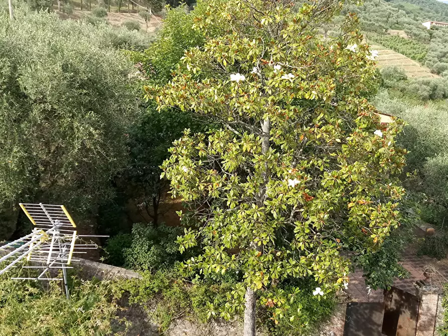 Immagine 6 di Terratetto in vendita  in via di matraia a Lucca