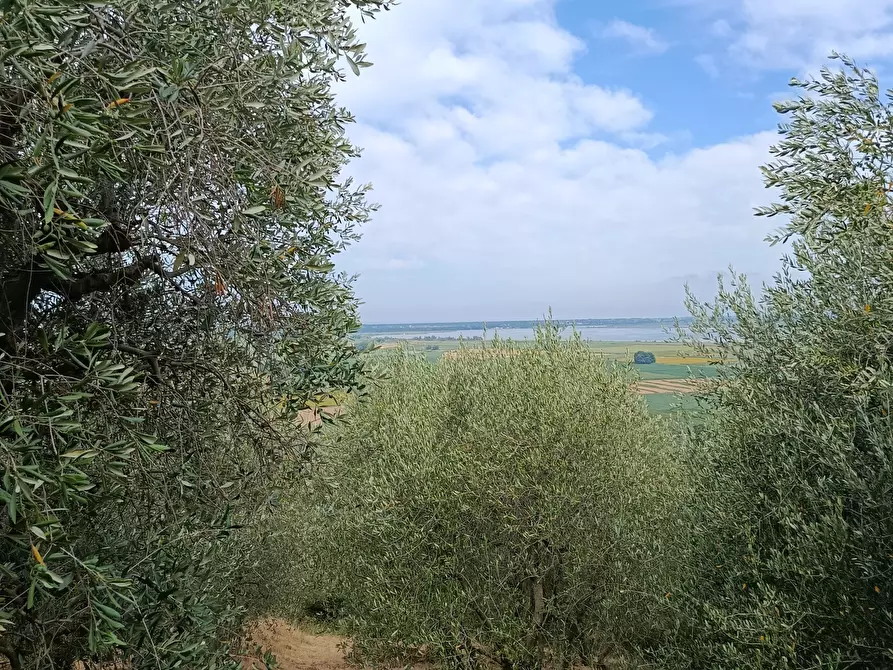 Immagine 5 di Rustico / casale in vendita  a Massarosa