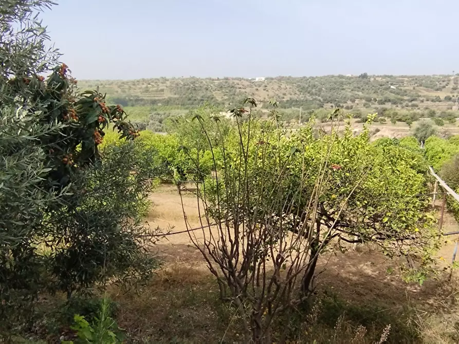 Immagine 3 di Terreno agricolo in vendita  a Siracusa