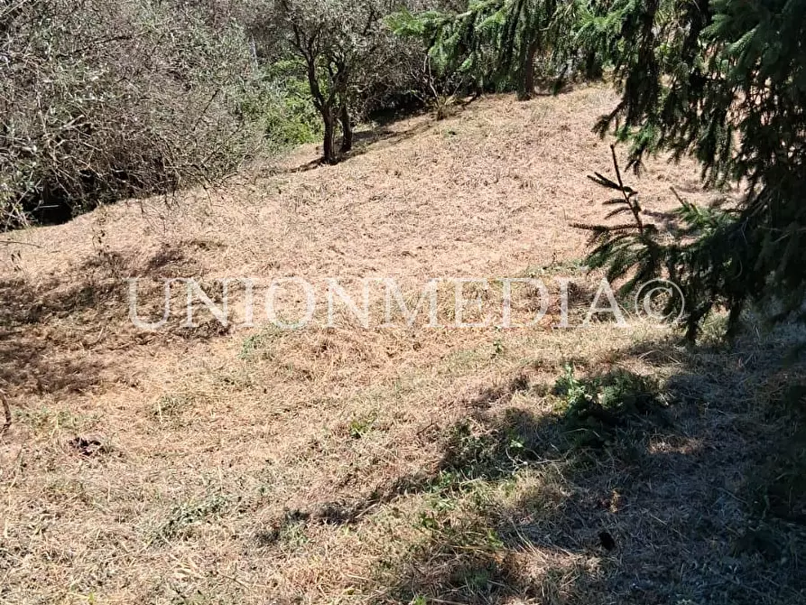 Immagine 13 di Terreno edificabile in vendita  a Arcola