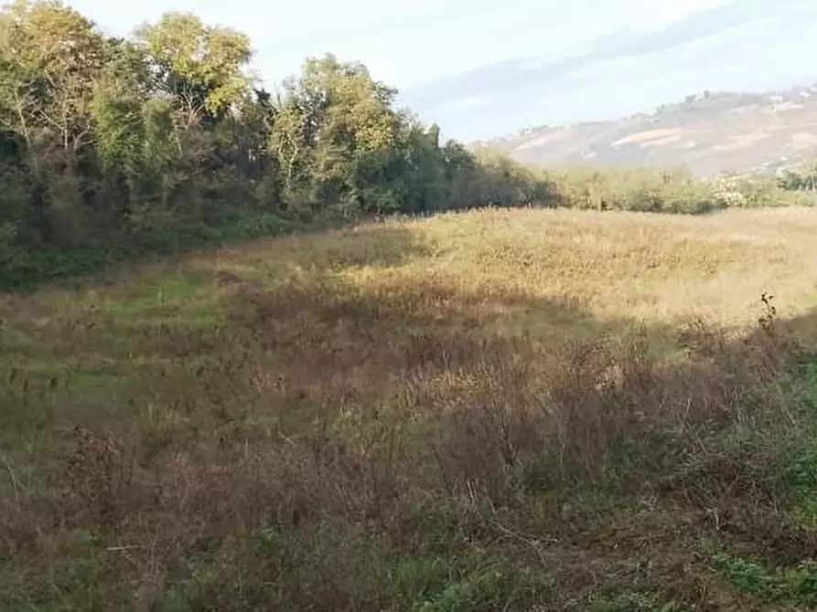Immagine 3 di Terreno agricolo in vendita  in Castellaro a Borghi