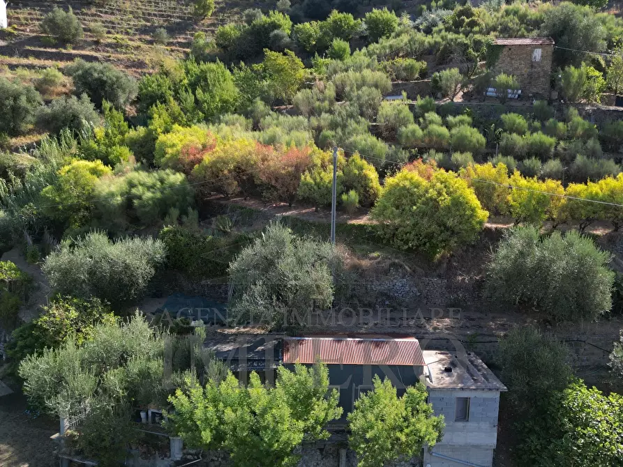 Immagine 11 di Terreno agricolo in vendita  in via provinciale 44 a San Biagio Della Cima