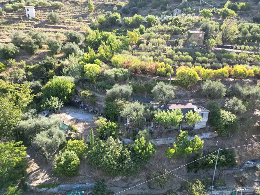 Immagine 4 di Terreno agricolo in vendita  in via provinciale 44 a San Biagio Della Cima