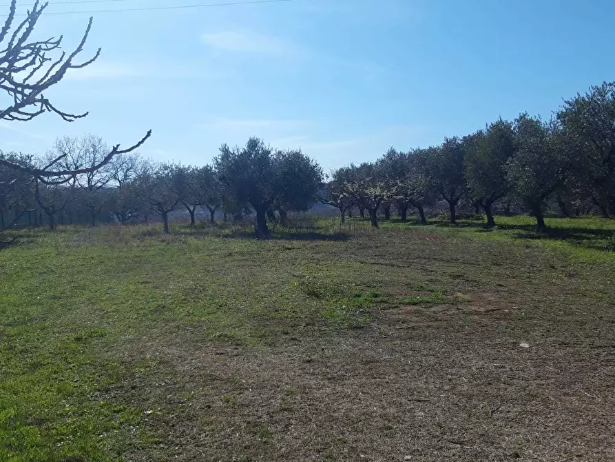 Immagine 1 di Terreno agricolo in vendita  a Torrevecchia Teatina