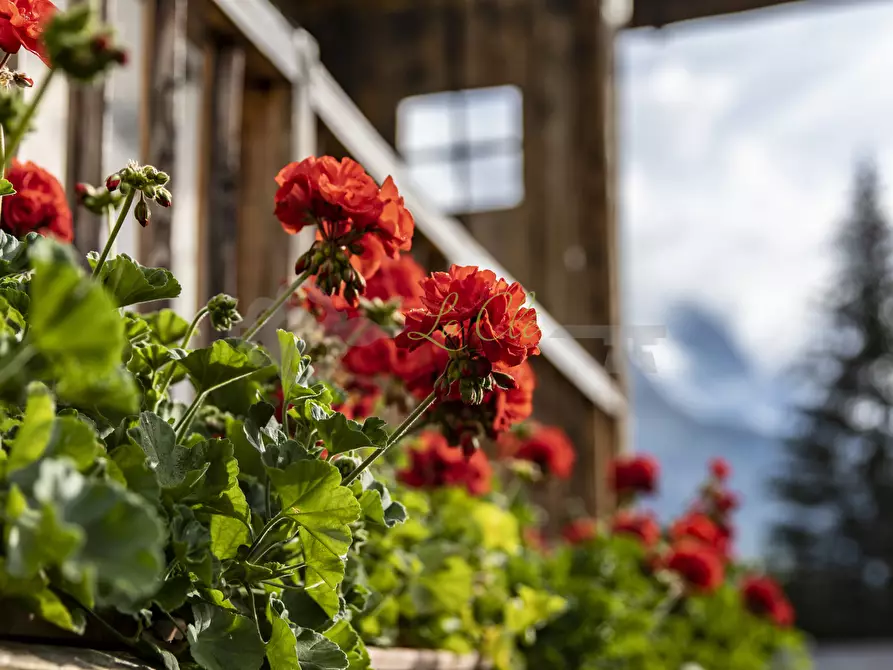 Immagine 20 di Baita in affitto  in Località Peuterey 15 a Courmayeur