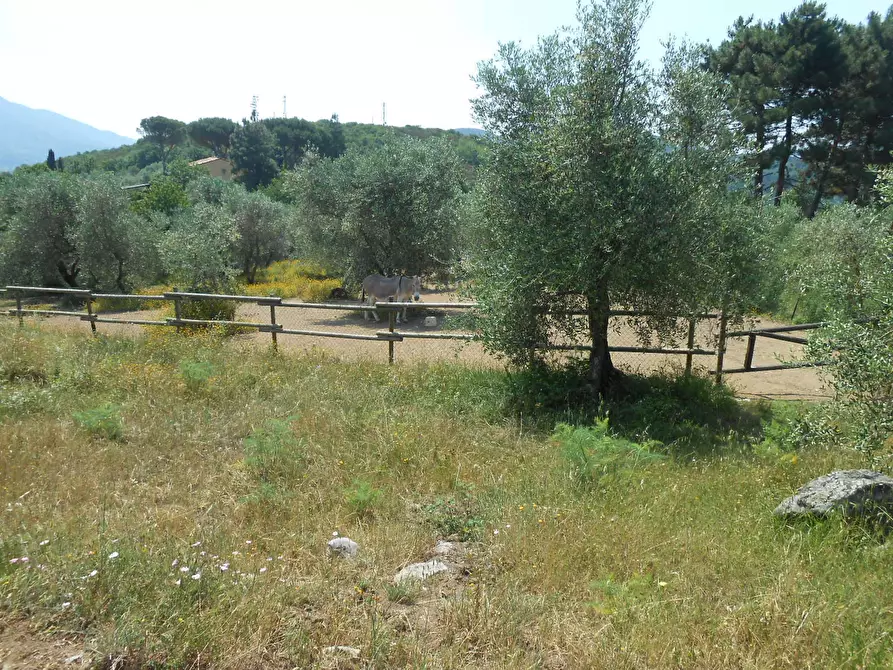 Immagine 15 di Rustico / casale in vendita  in Via per massaciuccoli a San Giuliano Terme