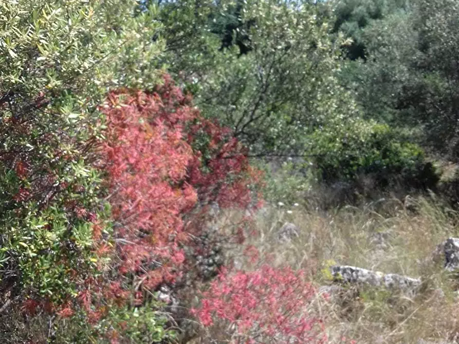 Immagine 4 di Terreno agricolo in vendita  a Siracusa