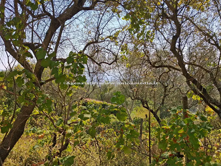 Immagine 6 di Rustico / casale in vendita  a Arcola