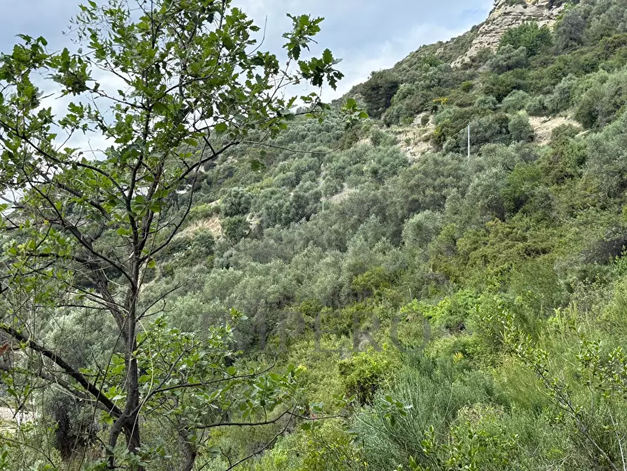 Immagine 4 di Terreno agricolo in vendita  in Via Monsignor Nicolò Peitavino a Ventimiglia