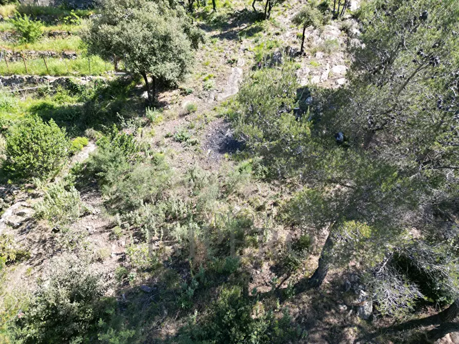 Immagine 43 di Terreno agricolo in vendita  in Via Case Gina 13 a Ventimiglia