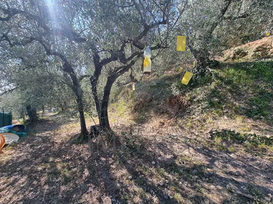 Immagine 53 di Terreno agricolo in vendita  in Via Monsignore Daffra 40 a Ventimiglia