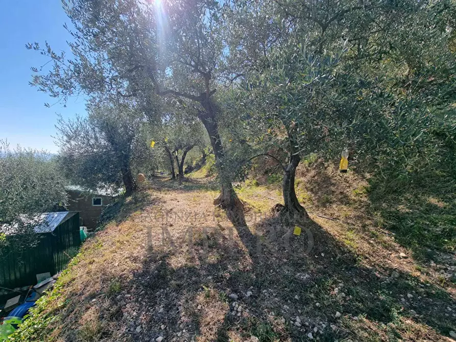 Immagine 47 di Terreno agricolo in vendita  in Via Monsignore Daffra 40 a Ventimiglia