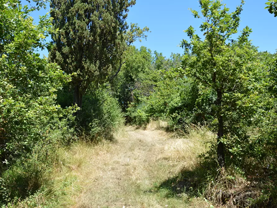 Immagine 6 di Rustico / casale in vendita  in Traversa V Via della Pieve Santo Stefano a Lucca