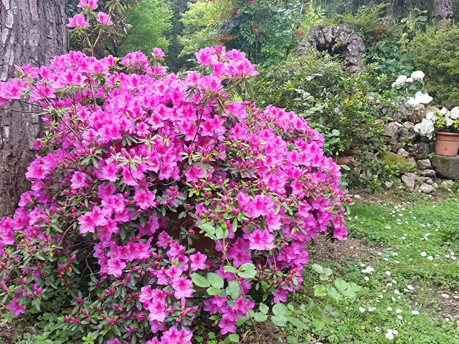 Immagine 9 di Showroom in affitto  in Giarinetto a Lucca