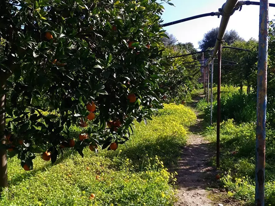 Immagine 10 di Terreno agricolo in vendita  a Siracusa