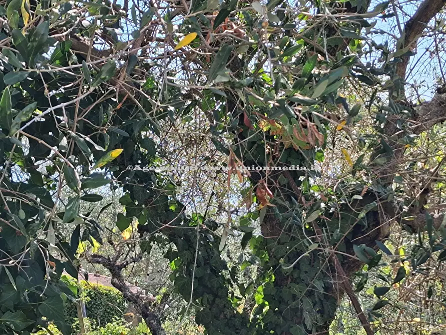 Immagine 7 di Rustico / casale in vendita  a Arcola