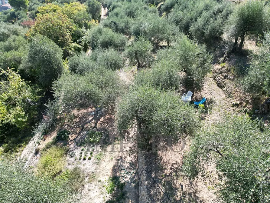 terreno agricolo in vendita a Ventimiglia