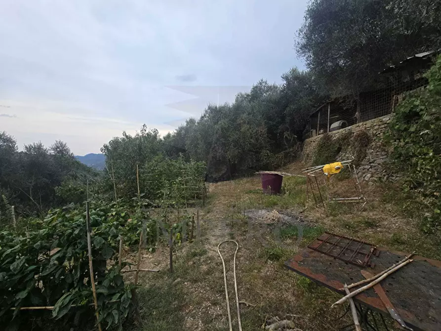 Immagine 5 di Rustico / casale in vendita  in San Gregorio a Dolceacqua