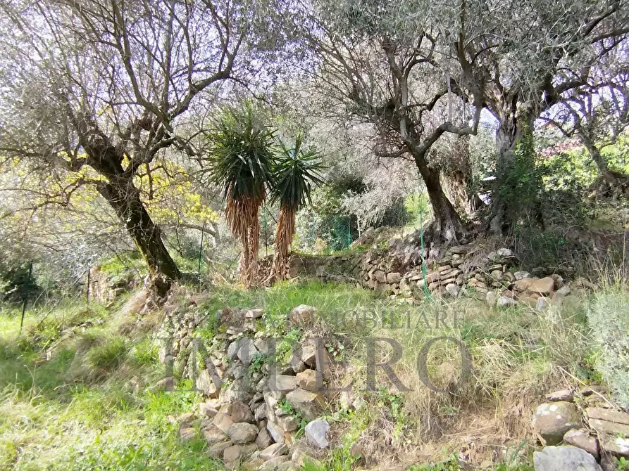 Immagine 6 di Terreno agricolo in vendita  in Via delle Otto Case a Ventimiglia