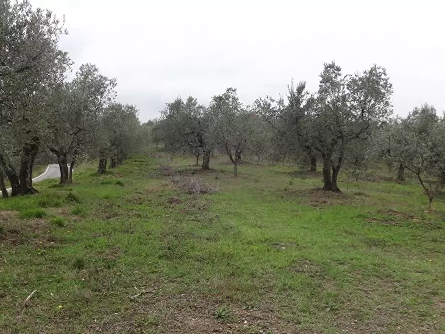 Immagine 12 di Terreno agricolo in vendita  in Via San Donato 925/A a Lucca