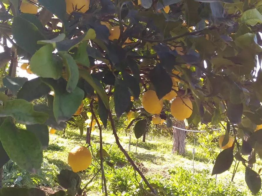 Immagine 11 di Terreno agricolo in vendita  a Siracusa