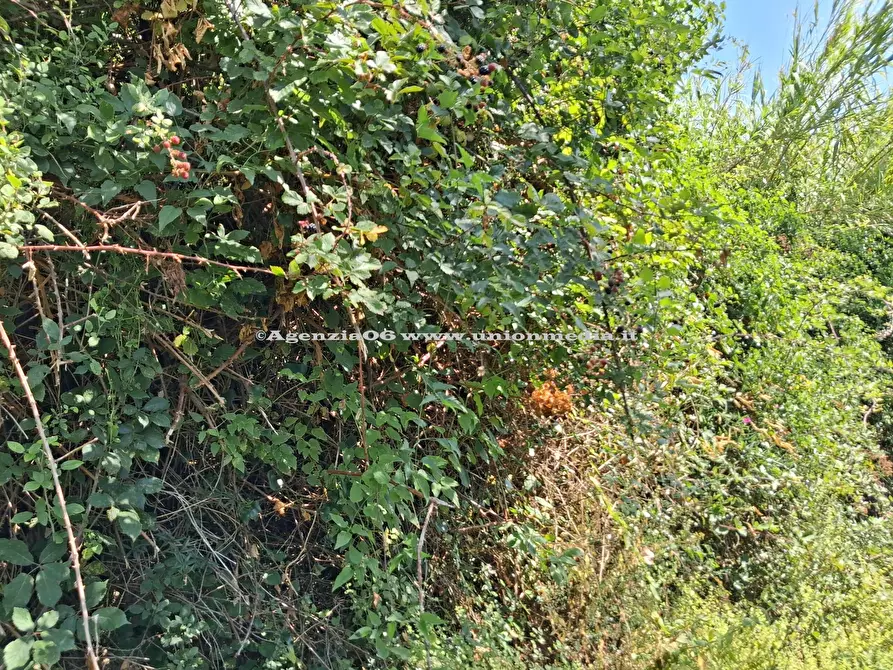 Immagine 4 di Rustico / casale in vendita  a Arcola