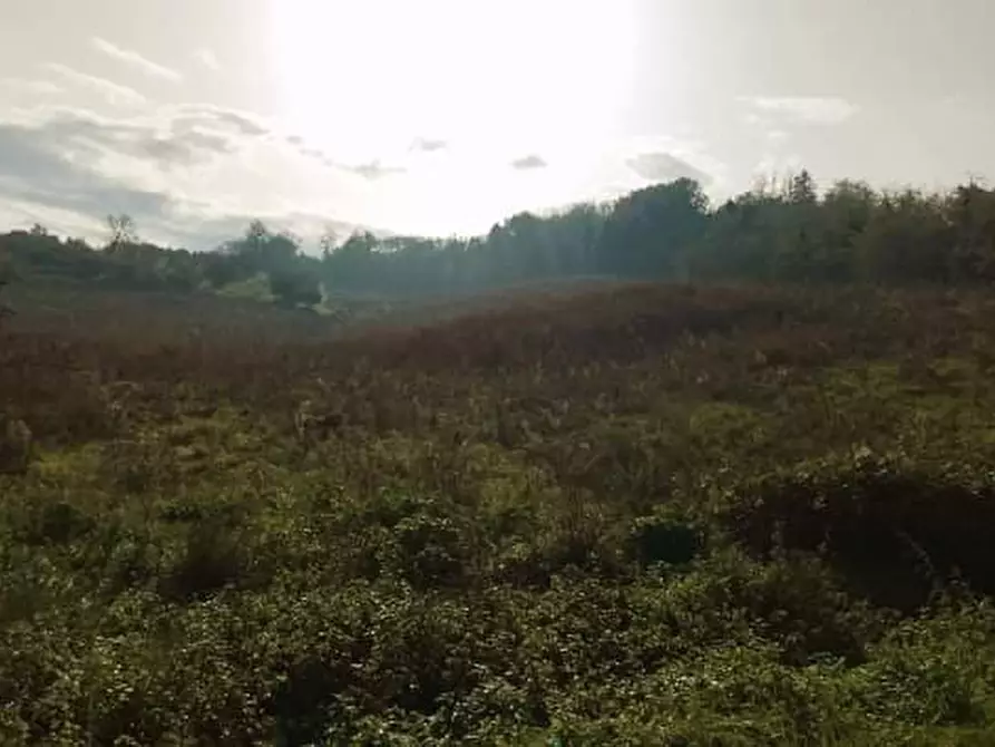 Immagine 2 di Terreno agricolo in vendita  in Castellaro a Borghi