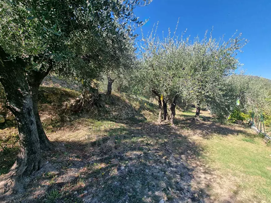 Immagine 20 di Terreno agricolo in vendita  in Via Monsignore Daffra 40 a Ventimiglia
