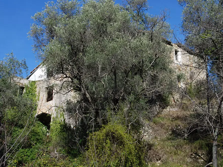 Immagine 18 di Terreno agricolo in vendita  in Via Case Gina 13 a Ventimiglia