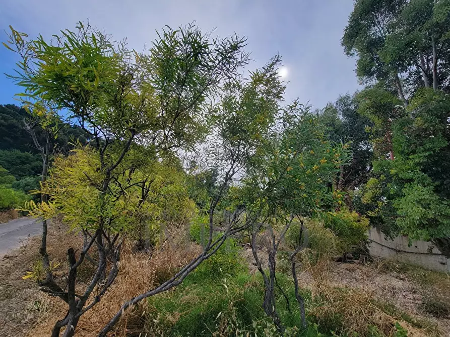 Immagine 9 di Terreno agricolo in vendita  in Via delle Otto Case 1 a Ventimiglia