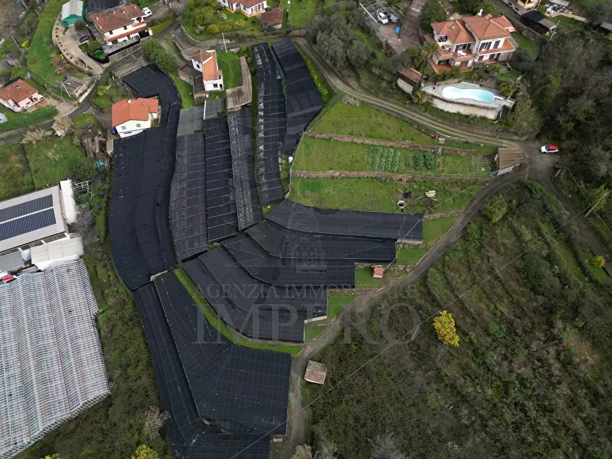 Immagine 5 di Terreno agricolo in vendita  in SP59 39 a Vallecrosia