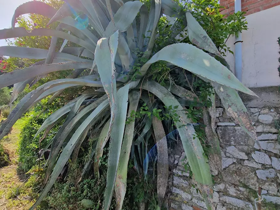 Immagine 71 di Rustico / casale in vendita  in Via Vecchia di Nozzano a Lucca