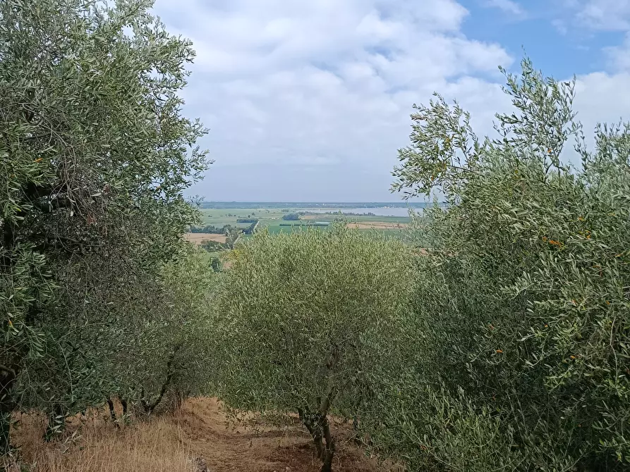 Immagine 2 di Rustico / casale in vendita  a Massarosa