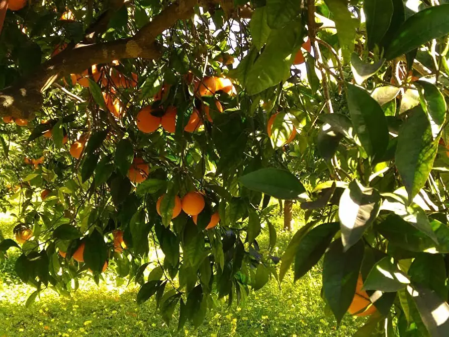 Immagine 8 di Terreno agricolo in vendita  a Siracusa