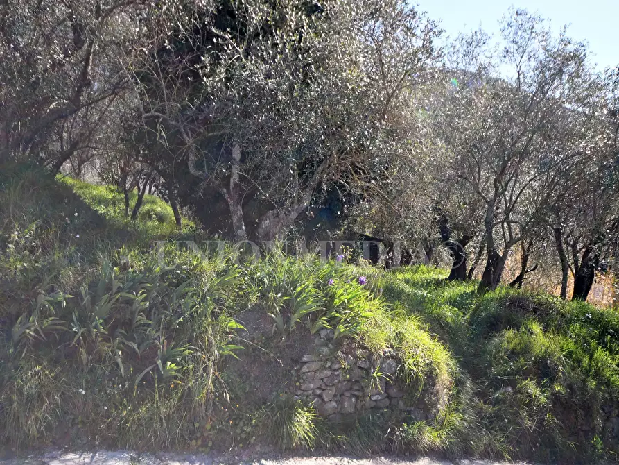 Immagine 4 di Terreno edificabile in vendita  a Ortonovo