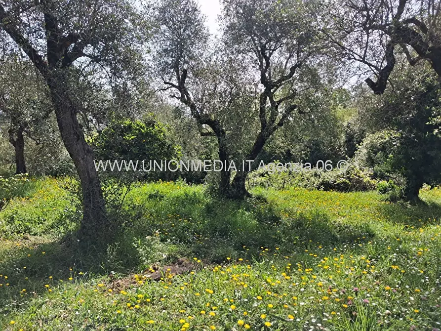 Immagine 2 di Terreno edificabile in vendita  a Arcola