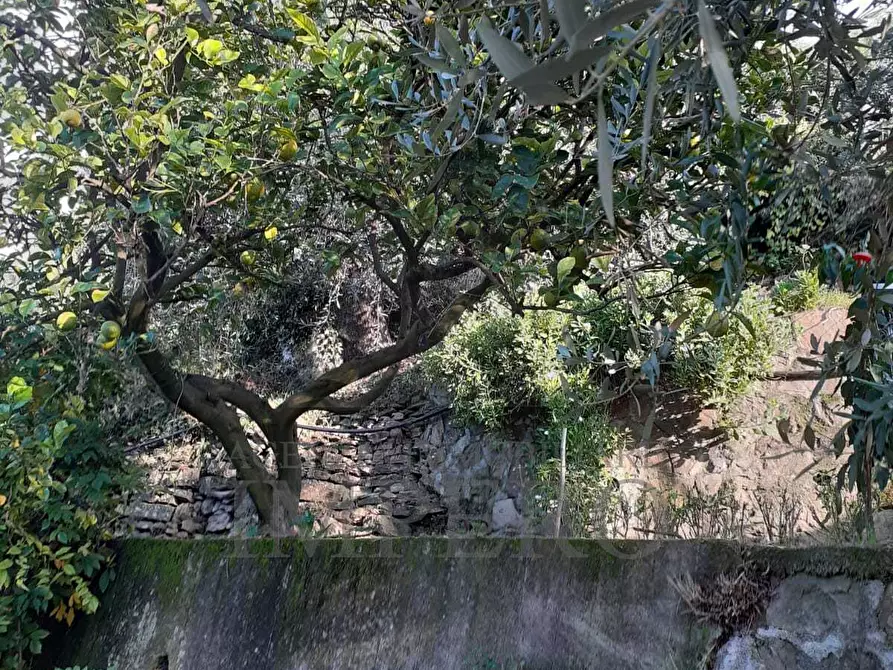 Immagine 16 di Terreno agricolo in vendita  in via provinciale 44 a San Biagio Della Cima