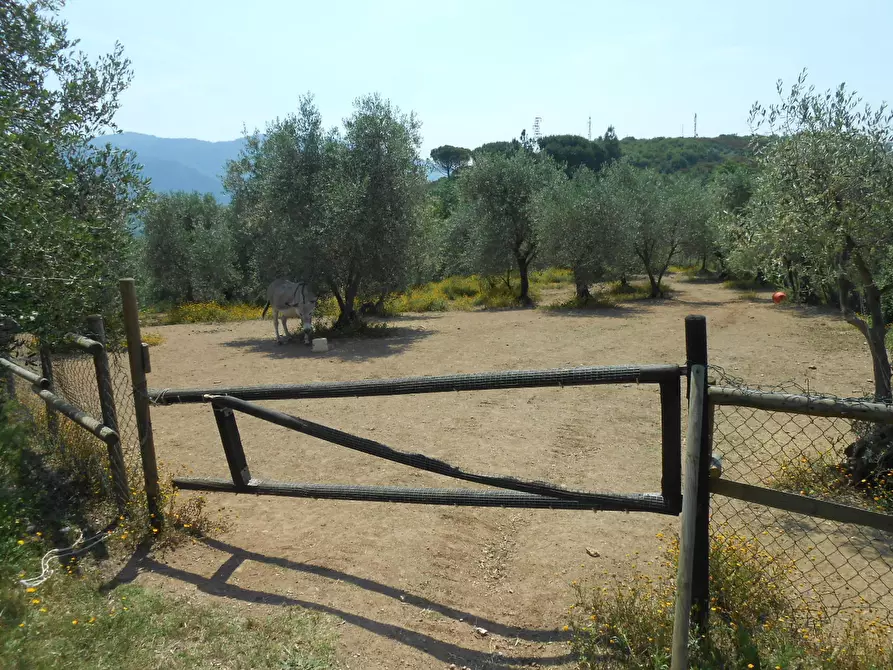Immagine 40 di Rustico / casale in vendita  in Via per massaciuccoli a San Giuliano Terme