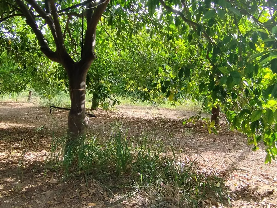 Immagine 6 di Terreno agricolo in vendita  a Siracusa