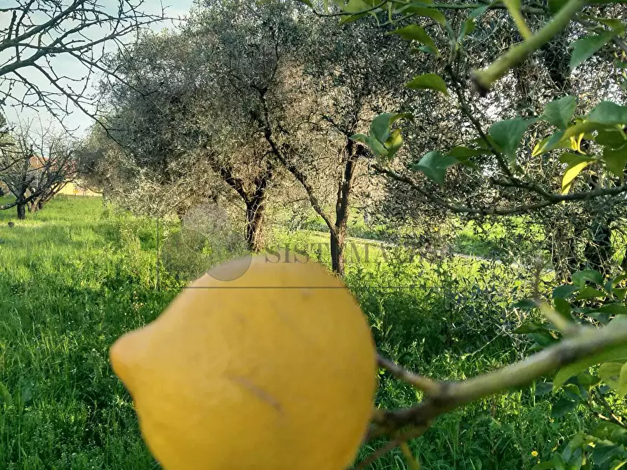 Immagine 10 di Casa indipendente in vendita  a Sarzana