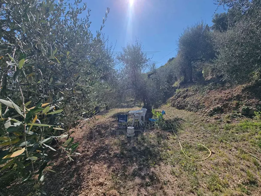 Immagine 35 di Terreno agricolo in vendita  in Via Monsignore Daffra 40 a Ventimiglia