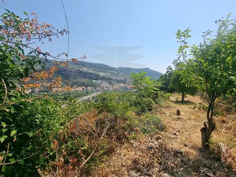 Immagine 6 di Terreno agricolo in vendita  in Via Daffra 20 a Ventimiglia