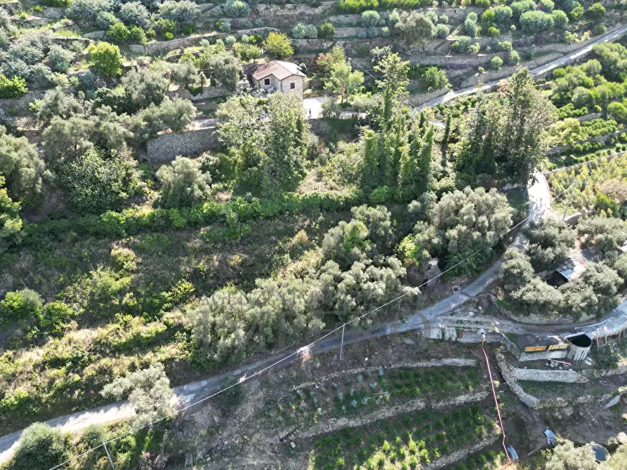 Immagine 5 di Terreno agricolo in vendita  in Via Silvio Pellico 10 a Bordighera