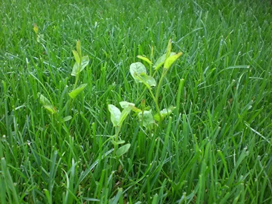 Immagine 12 di Terreno industriale in vendita  in via bientina a Altopascio