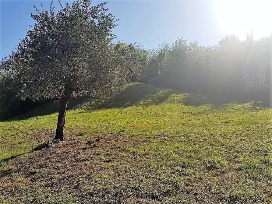 Immagine 1 di Terreno agricolo in vendita  in Via di Poggio Seconda a Lucca